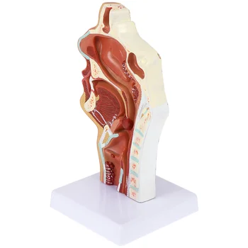 УНГ Модел на преподаване Prop 3D анатомия Ларингофарингеална кухина Нос Гърло Патология Наука Класна стая Снимка Манекен